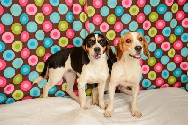 yelp baton rouge dogs adoptions