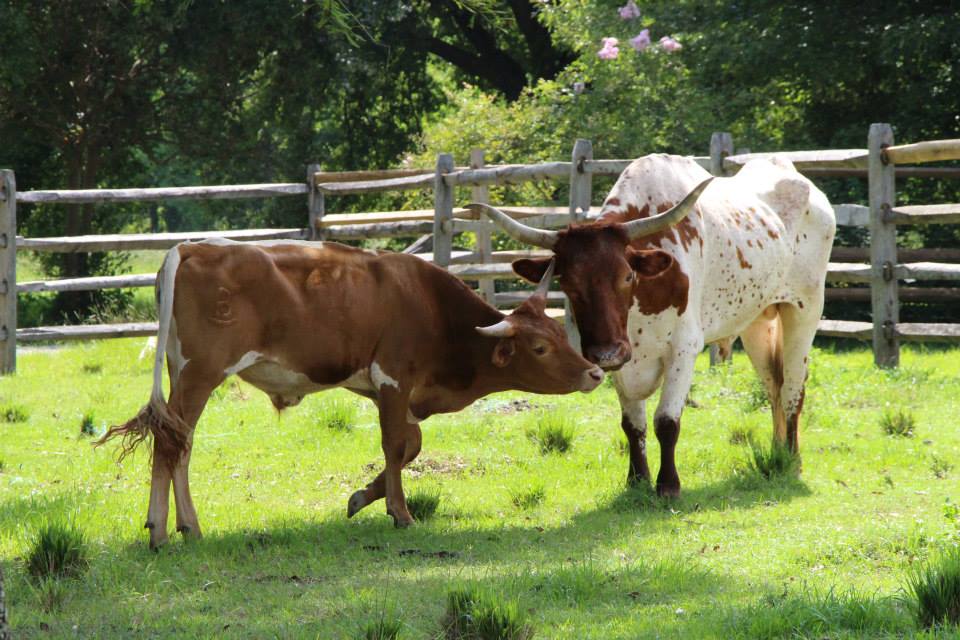 23960_150042708535551_486910213_n