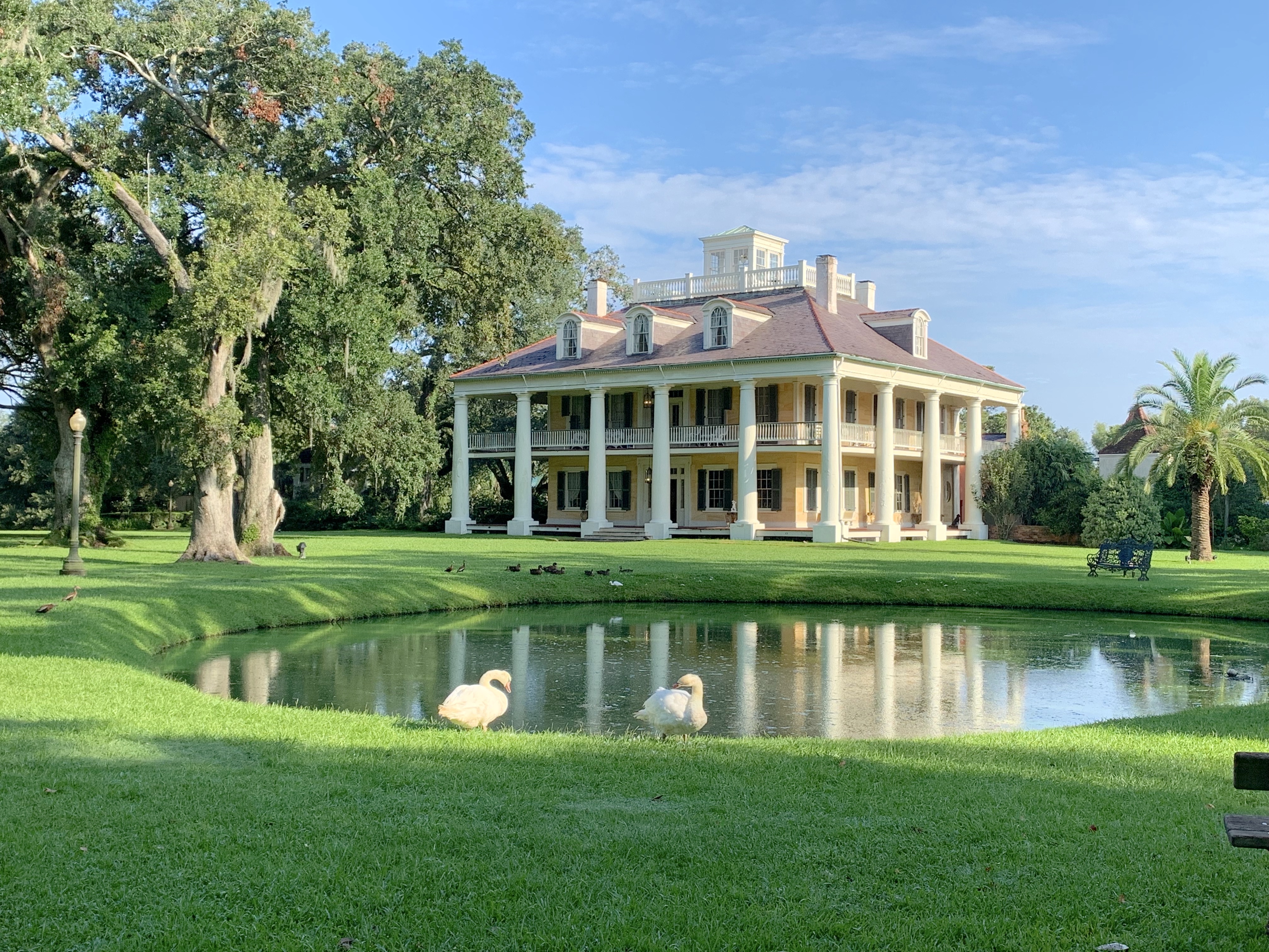 mansion_pond_swans_5.jpeg (1)