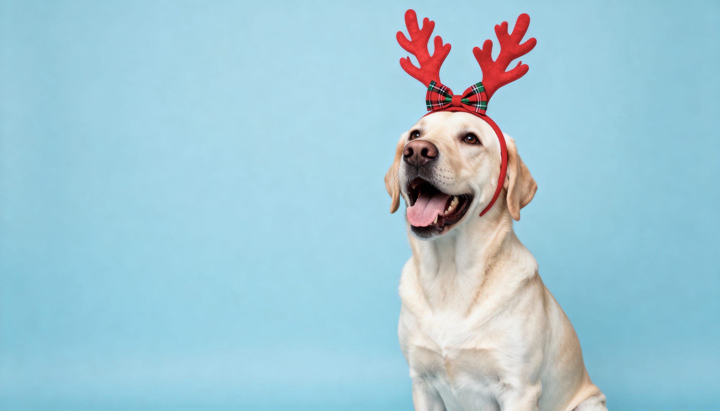 Things to do this weekend in Baton Rouge: Outdoor movie screenings, Holiday Nutcracker, Reindog Run and more