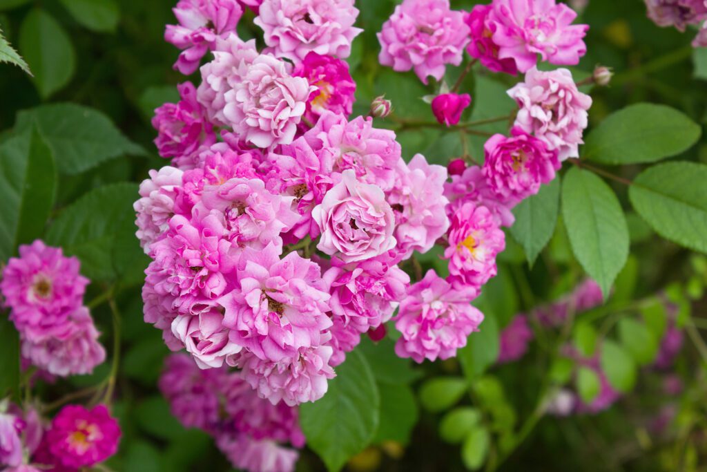 What to know about growing roses in Louisiana - [225]